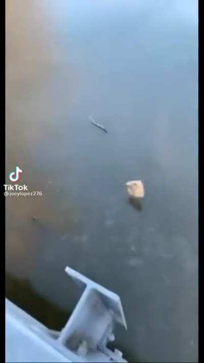 Poor fish