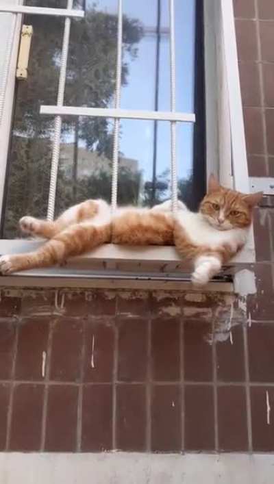 Котоотдых
