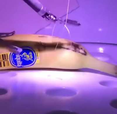 Surgeon in London performs remote operation on a banana in California.