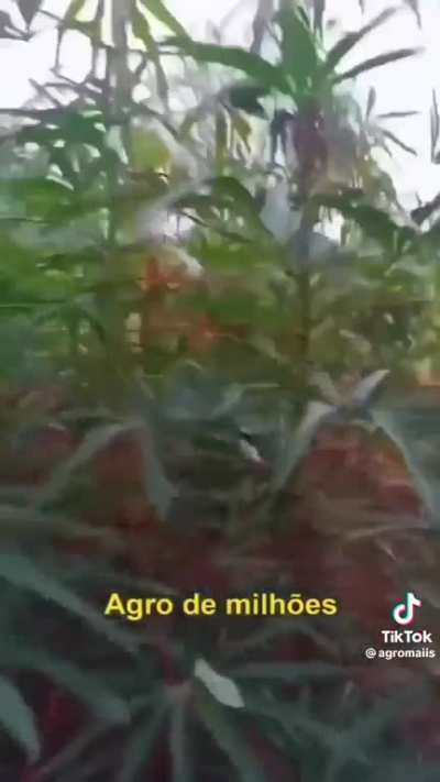 Moral da hist&oacute;ria, n&atilde;o confie entudo q falam pra voc&ecirc; 