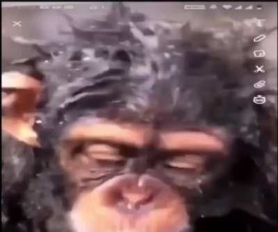Monke Advice