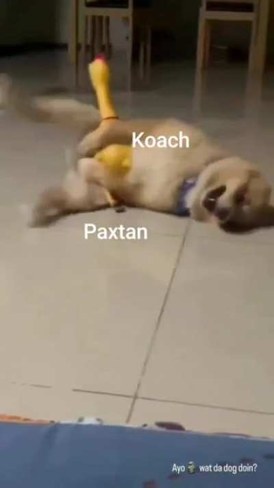 Ayo Koach *