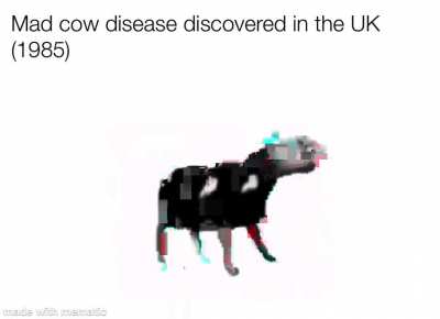 Mad cow disease discovered in the UK (1985) [EAR RAPE WARNING]
