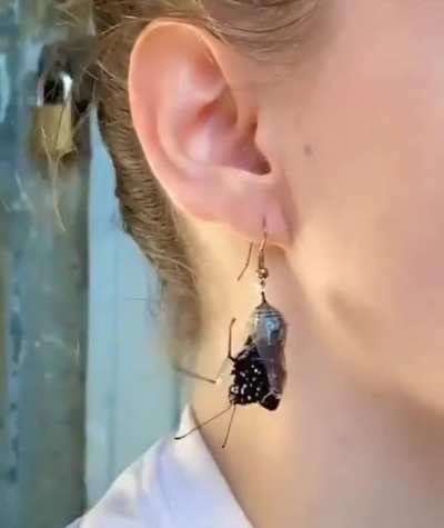 Nature's earring...