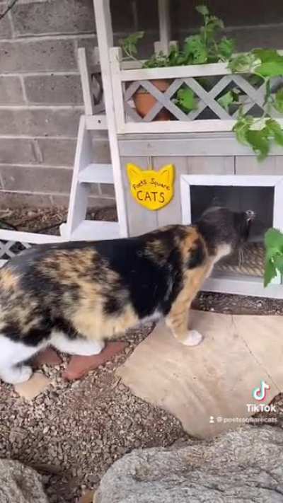 Build a lil feral cat house with us!