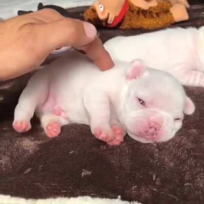 Smol potato