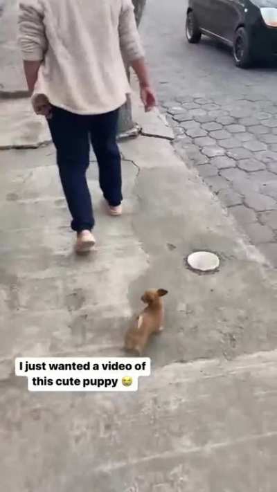 Little puppy
