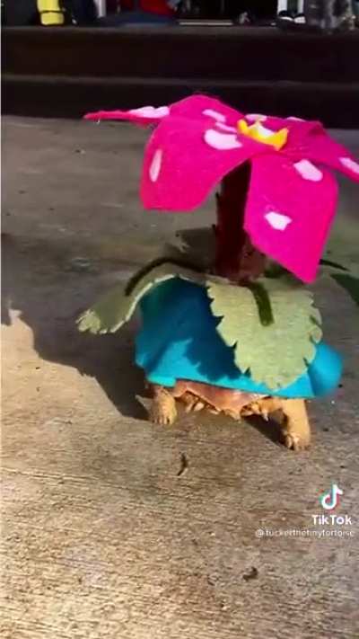 Bulba