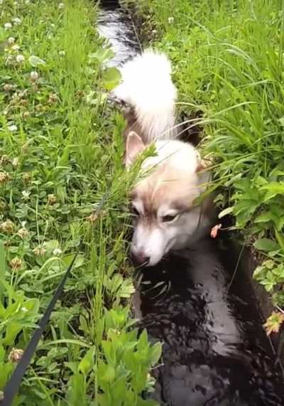 Puppers cooling off in Japan&hellip;