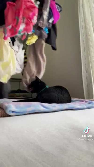 Perfectly cut&hellip; meow?