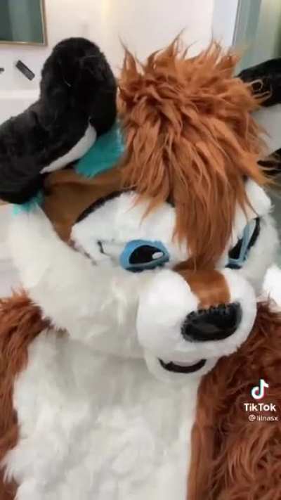 Furry_irl