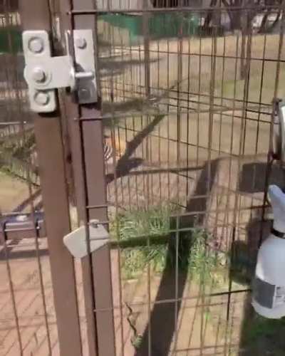 Pet the damn dog
