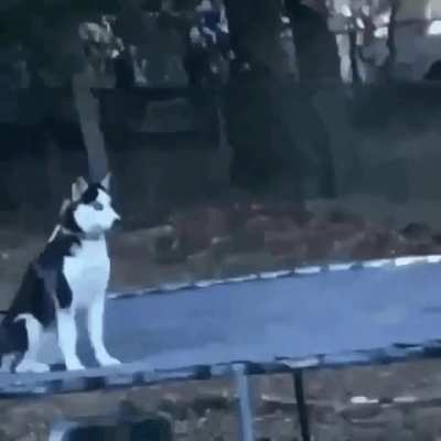 Dog gets caught and dies a little
