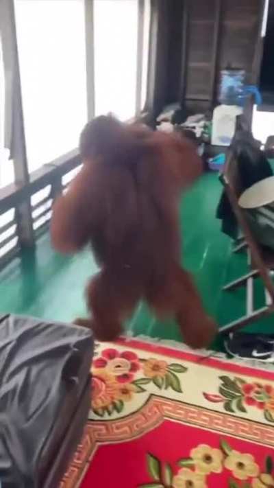 Gangsta monkemonk