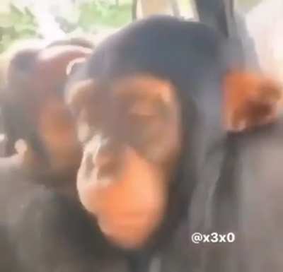 You can return to monke, but you can&rsquo;t escape the crippling loneliness...