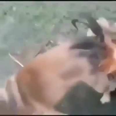"Mom! The dog f*cked the hen! why! F*cking dog!"