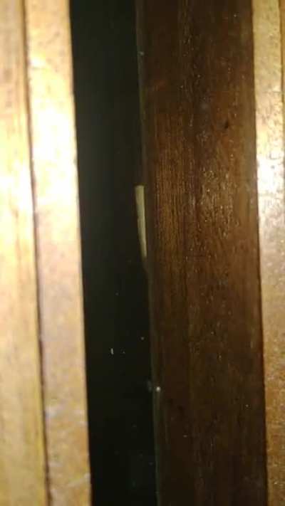uma formiga acabou de roubar o meu beck to abismado man&eacute;