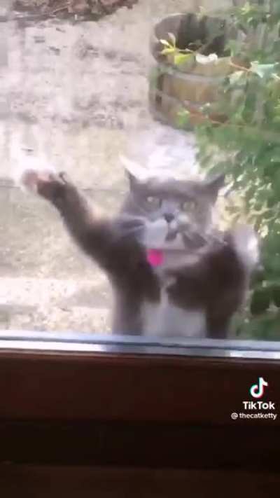 Walt for the beat drop, puss