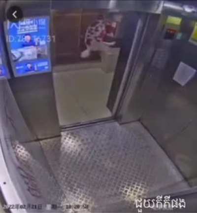 Dog in lift. (it&rsquo;s fine)