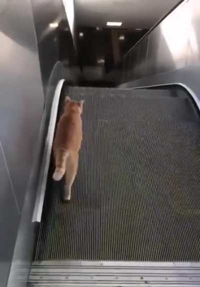 Фитнес-кот