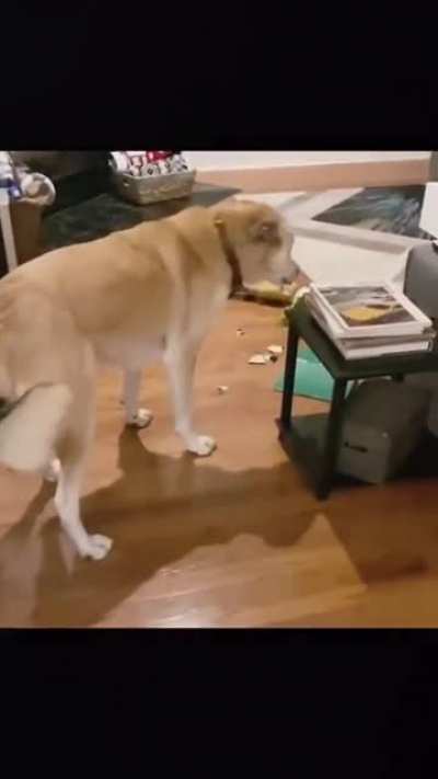 I&rsquo;m so happy for a new bone . Oh no what have I done. Sorry got to go