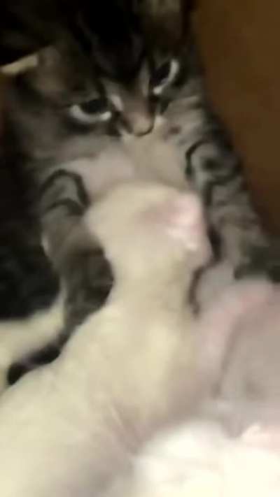 Smol cat petting another smol cat
