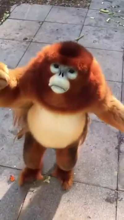 &Ccedil;evrenizde monke sevmeyen biri varsa o kişiyi hayatınızdan &ccedil;ıkarın!!