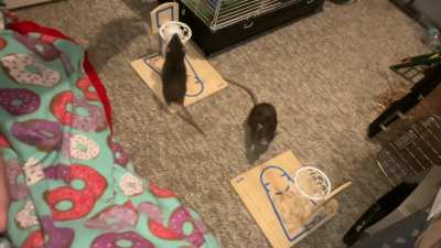 My sweet pet rats Jellybean (dwarf) and Cracker (standard) practicing their vs basketball!