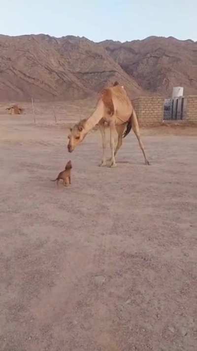 Little puppy wants to kiss the camel