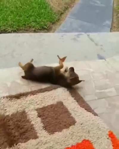 Puppy playing with a butterfly