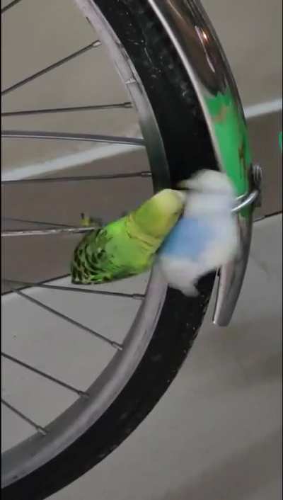 Fighting 🦜🤺