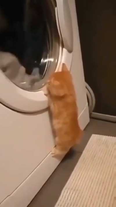 Illegal smol watcher