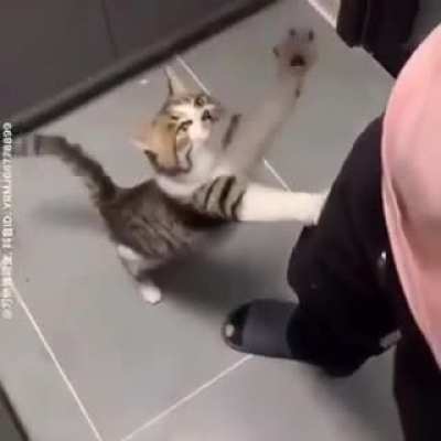 Cat wants some ham