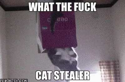 Cat stealer