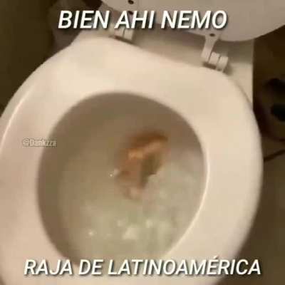 Tu puedes nemo 👌👌😭😭😭😭