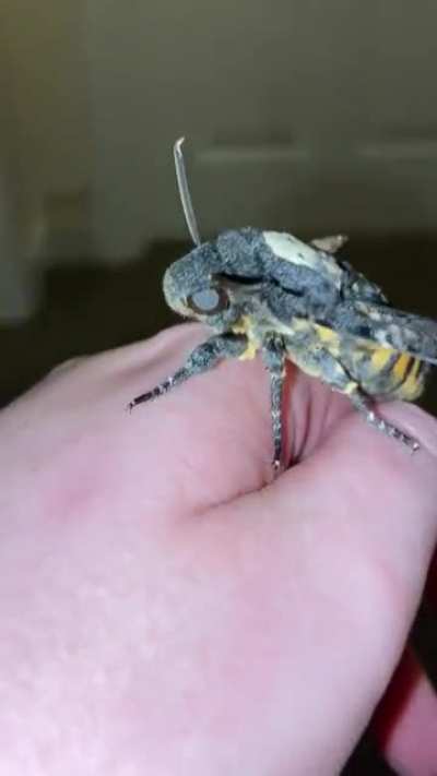 Video shows a Death&rsquo;s-head Hawkmoth (Acherontia atropos) squeaking. The only moths to do so.