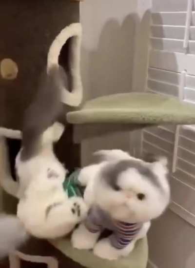 Боевой котик