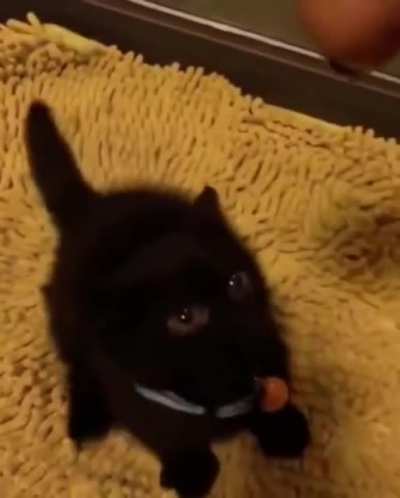 Adorable Kitty