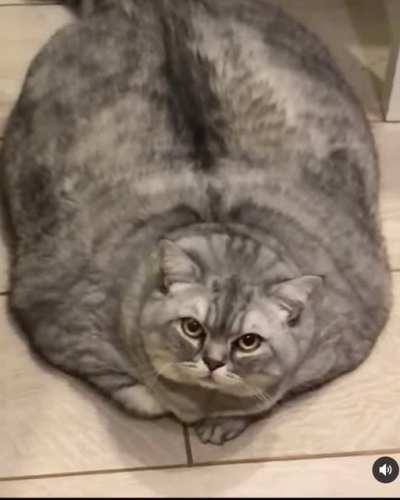 She&rsquo;s a rescue cat and is currently on a diet
