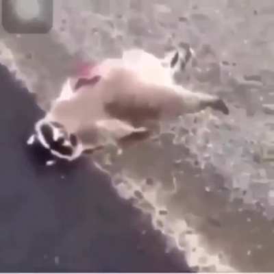 Rip