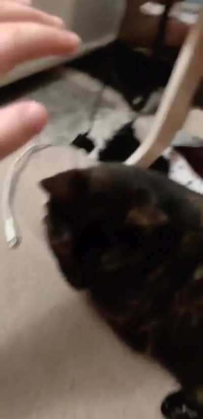 I tried to pet my cat named Tequila to the beat of the song "Tequila"