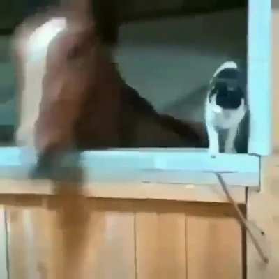Uma amizade linda entre um cavalo &eacute; um gato '-'