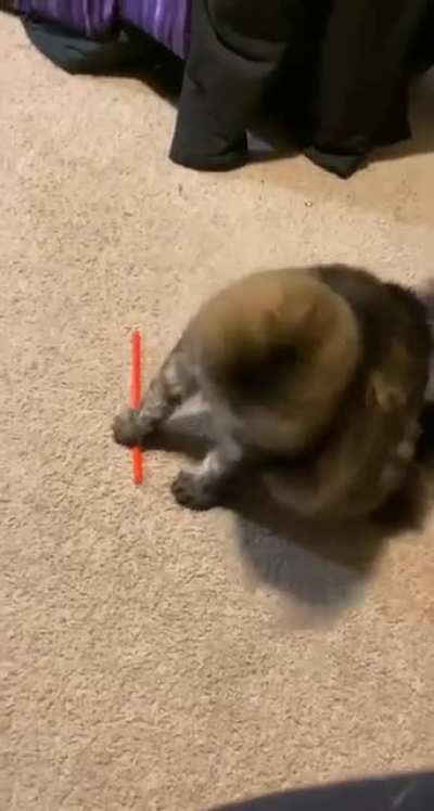 My sister&rsquo;s cat, everyone.