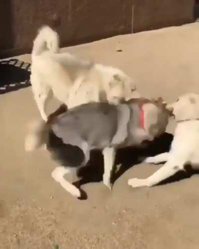 Dogs enjoy some light/dark meat