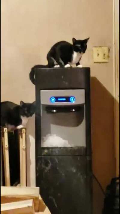 Cat wasting ice