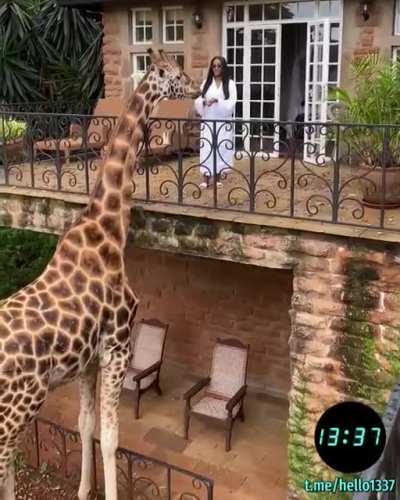 утик-отель "Giraffe Manor" в столице Кении, по территории которого свободно перемещаются жирафы.