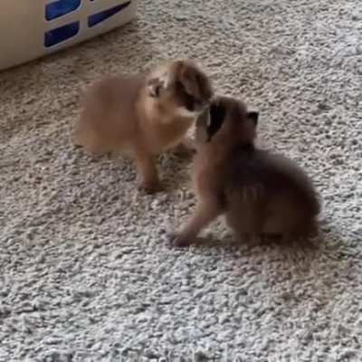 Micro floppas