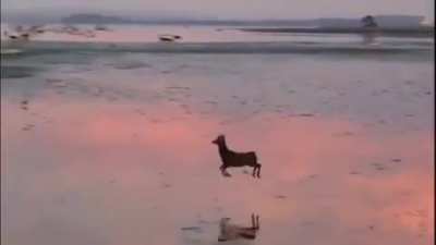 A deer goes for a morning skip across the beach