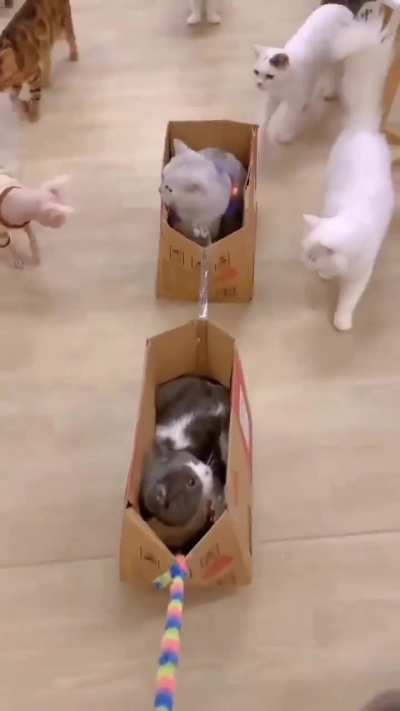 Kitty Express