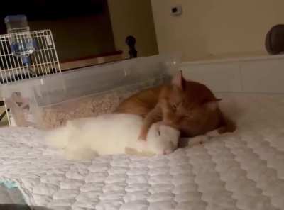 Bunny was left by birth mother as a baby, now views orange cat as her parent 🥺, so lovely to see